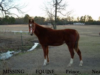 MISSING EQUINE Prince, Near Waynesboro, GA, 30830